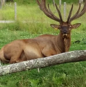 Meet your Posher, Saida